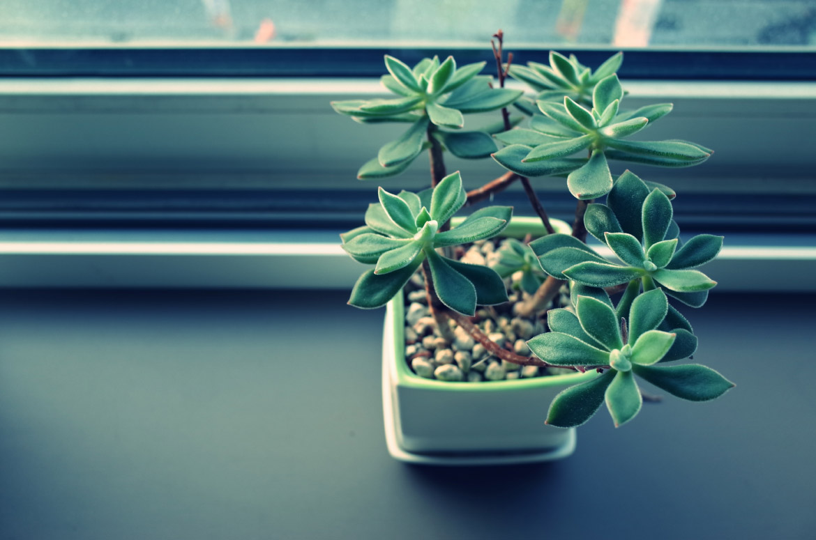 Zimmerpflanzen – die 10 besten grünen Luftfilter