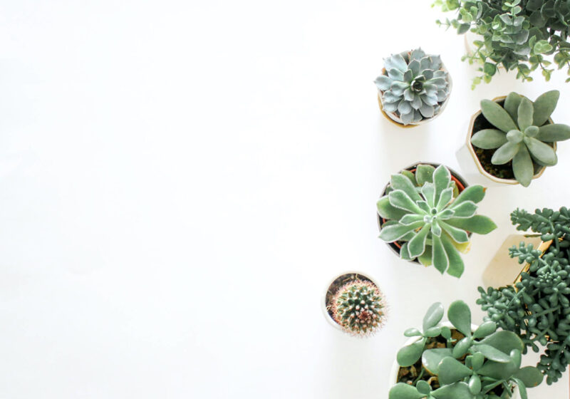 Die 7 besten Zimmerpflanzen für deine Gesundheit