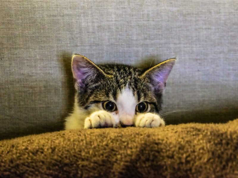 Haustiere im Mietshaus: Was gilt für Mieter mit Hund, Katze & Co?