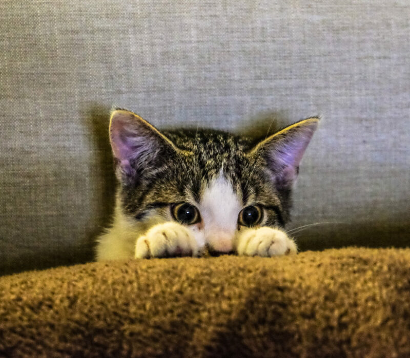 Haustiere im Mietshaus: Was gilt für Mieter mit Hund, Katze & Co?