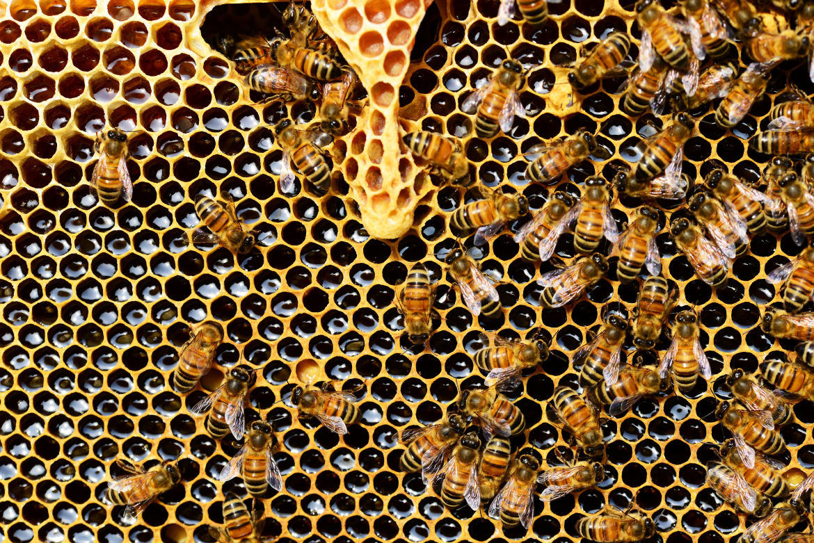 So lecker & auch noch gesund: So nutzt du die süße Heilkraft des Honigs!