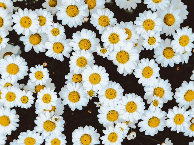 Guten Appetit! Diese schönen Blüten darfst du essen
