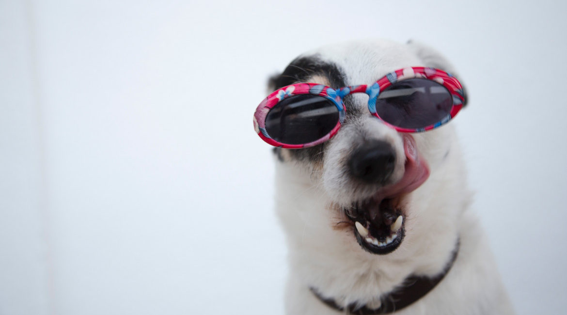 Echt cool! SOS-Hitze-Tipps für Hunde, Katzen & Co