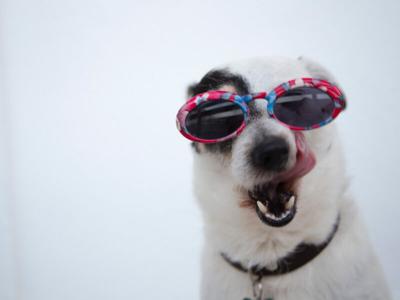 Echt cool! SOS-Hitze-Tipps für Hunde, Katzen & Co