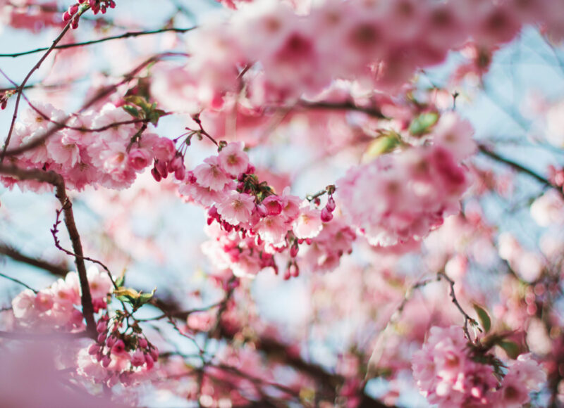 Die 7 besten Strategien gegen Wetterfühligkeit im Frühling – Mit Selbsttest!