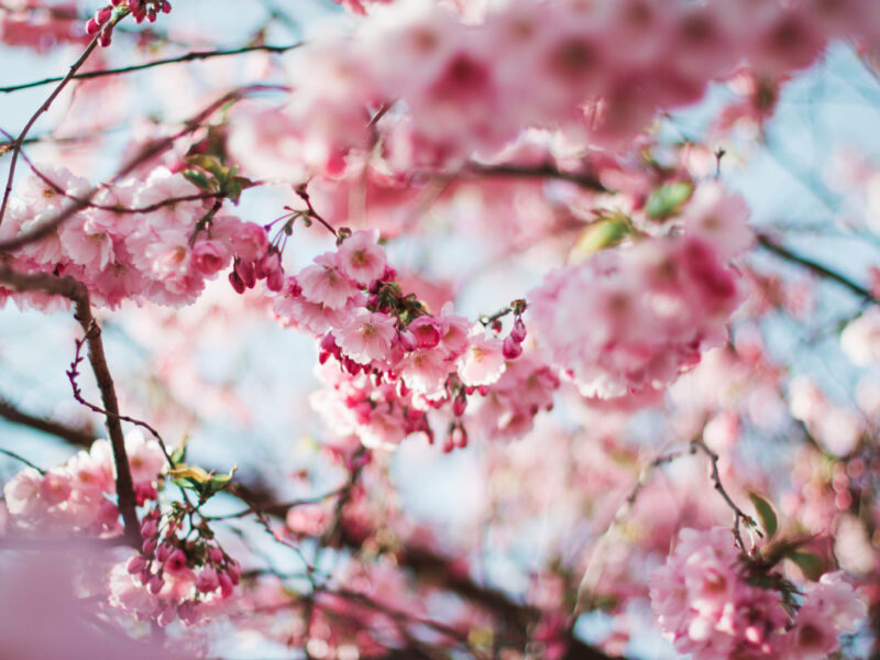 Die 7 besten Strategien gegen Wetterfühligkeit im Frühling – Mit Selbsttest!