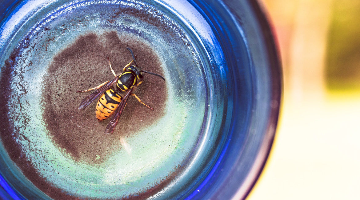Ohne aggressive Chemie: Die besten „Hausmittel“ gegen Wespen & Co