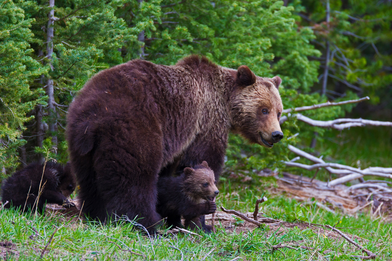 Wilde Grizzlybären im Yellowstone-Nationalpark in Wyoming / (c) Don Getty